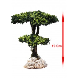 Arbre pin maritime N°2