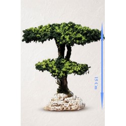 Arbre pin maritime N°2